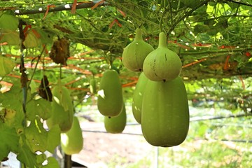 Calabash bottle gourds on a vine