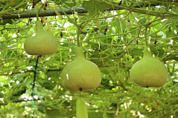 Calabash bottle gourds on a vine
