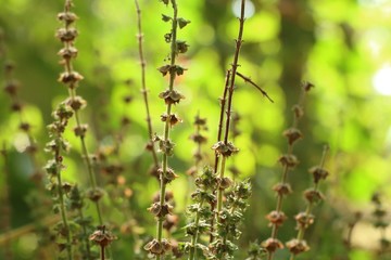 basil plant in garden