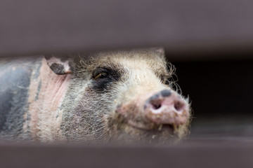 Big fat dirty pig closeup