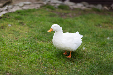 Engaged white goose walking on green grass. 