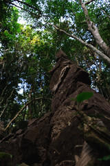 Roca