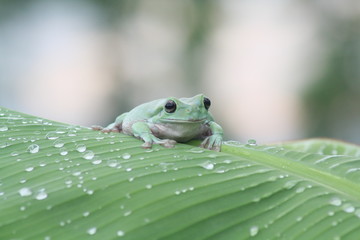 Green Frog On Leaf