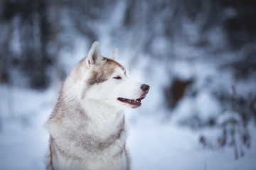 Profile Portrait of cute and happy beige dog breed siberian husky sitting on the snow in the fairy winter forest