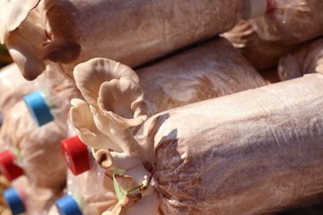 mushrooms cultivation in farm