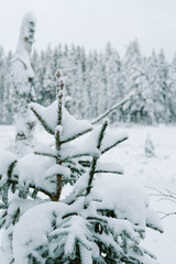 Snow on Christmas trees in forest 