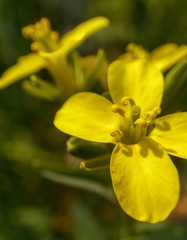 Mustered Seed flower 2