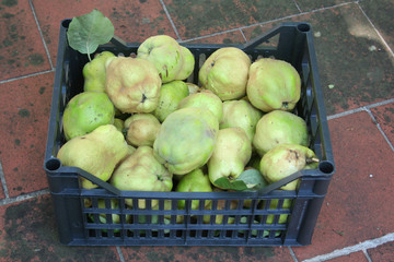 Ripe quince fruits in a black plastc box. Quince tree harvest. Cydonia oblonga