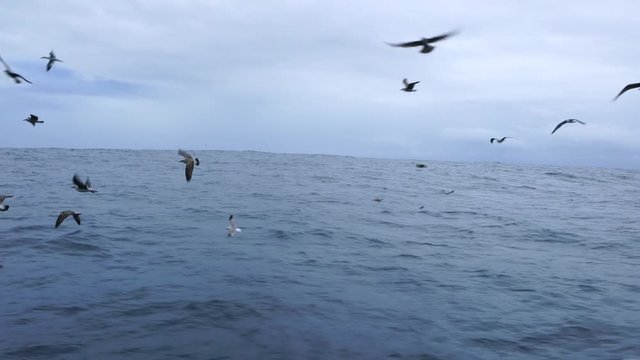 Gulls, Gannets, Whalewatching and Birdwatching, Bermeo, Bizkaia, Cantabrian Sea, Basque Country, Spain, Europe