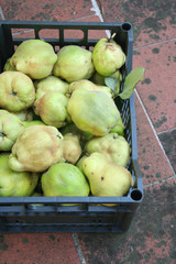 Ripe quince fruits in a black plastc box. Quince tree harvest. Cydonia oblonga