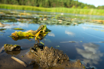 Fototapete bei efototapeten.de bestellen   