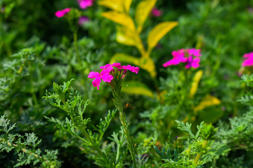 Obraz premium Picture of group of rusted iron clothing clips used for drying up of clothes