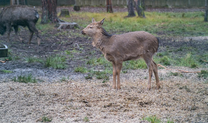 deer roe capreolus white wildlife background field nature buck animal grass european mammal western antlers girl brown male