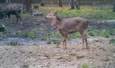 Fotobehang Ree deer roe capreolus white wildlife background field nature buck animal grass european mammal western antlers girl brown male  © Ilya Nikanovich