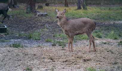 deer roe capreolus white wildlife background field nature buck animal grass european mammal western antlers girl brown male