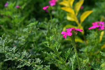 Pink colored attractive flowers in the garden with green leaves in the background