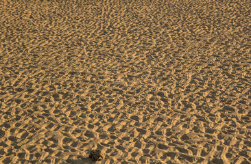 sand textured on the beach