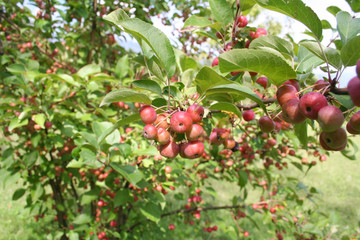 Small red apples on branch in the orchard in a sunny day with selective focus
