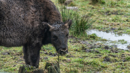 Fototapeta premium buffalo head grass grazing wildlife bison animal cow horns brown big 