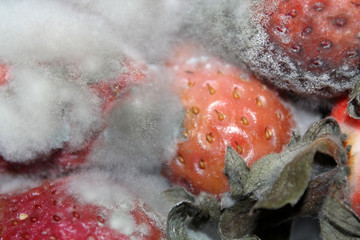 Gray mold on red ripe strawberries. Spoiled strawberries