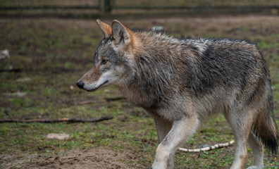 wolf wild animal nature danger dog wolves environment fur carnivore hunting