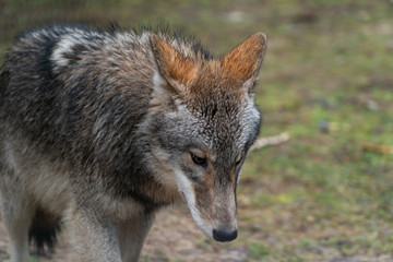 Naklejka na ściany i meble wolf wild animal nature danger dog wolves environment fur carnivore hunting