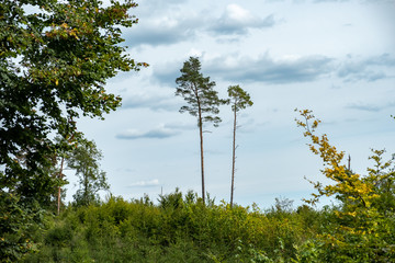 schlanke Bäume vor Wolkenhimmel