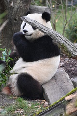 Obraz premium a seated panda feeds on bamboo