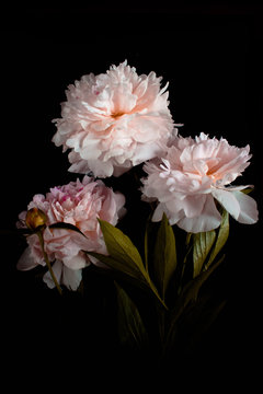 Photo pink flowers peonies