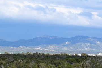 Cyprus forest background