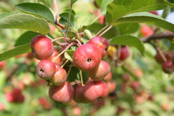 Small red apples on branch in the orchard in a sunny day with selective focus
