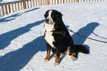 Berner Sennenhund im Schnee, Bettmerhorn, Goms, Wallis, Schweiz
