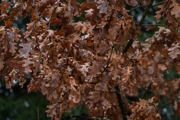 autumn background nature brown tree leaves chocolate macro natural leaf 