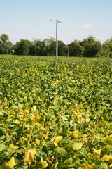 Green and yellow soybean field in the italian countryside. Soybean cultivation
