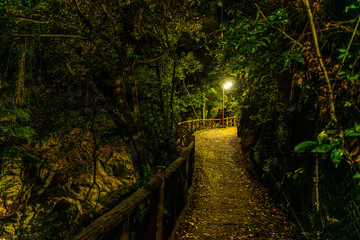 mysterious path with lantern in dark horror forest, fairy tale specific concept