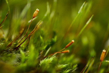 Macro shooting of green and brown moss