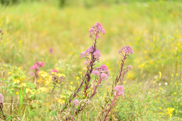 Pink flowers on a background of yellow-green grass.