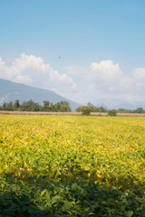 Green and yellow soybean field in the italian countryside. Soybean cultivation
