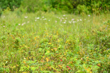 Wildflowers and grasses in yellow-green colors.