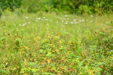 Wildflowers and grasses in yellow-green colors.