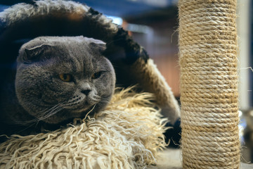 the cat looks with interest, cute sleeping in a small house for animals. British shorthair grey cat with big wide face. pet accessories concept, copy space