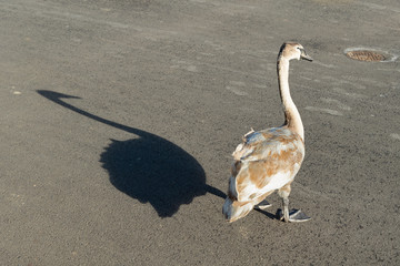 Junger Schwan mit Schattenwurf, am Ufer des Luganersees, Schweiz © tauav