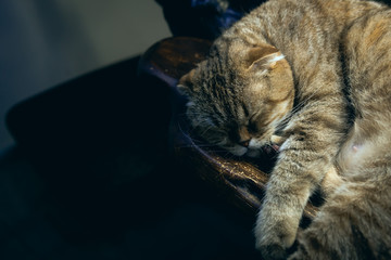 cute cat sleeping on the shelf, a place for an inscription, text, logo on a black background
