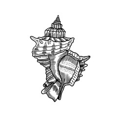 engraving illustration of spiral seashell