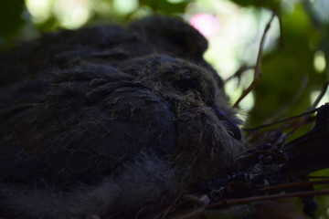 fledging Chicks in the nest