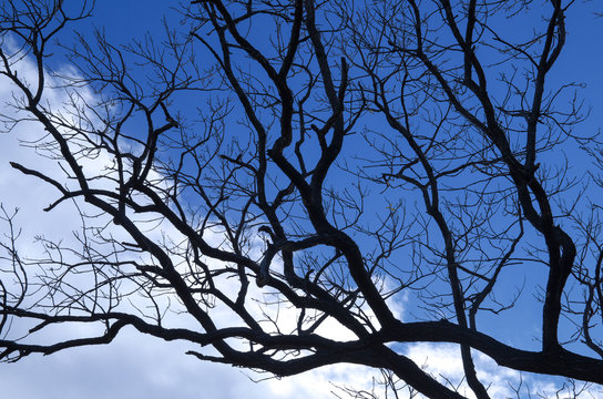 枯枝-Bilder: Stock-Fotos & -Videos. | Adobe Stock