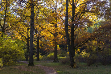 Autumn trees in city park