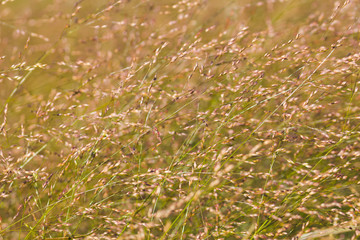 Meadow grass spikelets green yellow brown summer autumn season natural  background