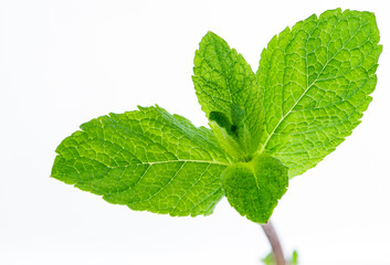 Obraz premium Fresh raw mint leaves isolated on white