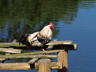 King of the Roost